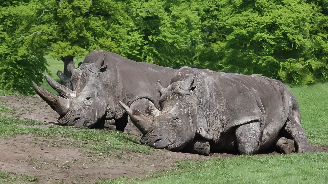 West Midland Safari Park.