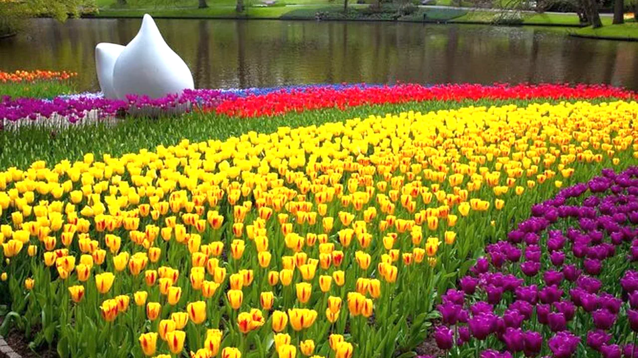 Keukenhof Entry and Shuttle Bus