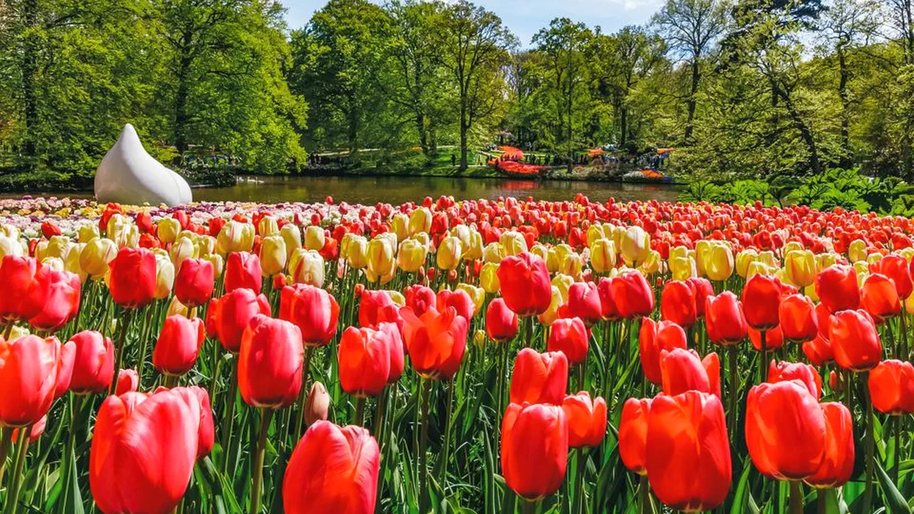 Keukenhof Entry and Shuttle Bus