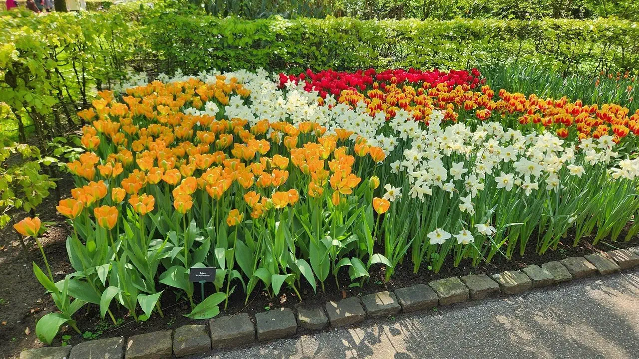 Keukenhof Entry and Shuttle Bus