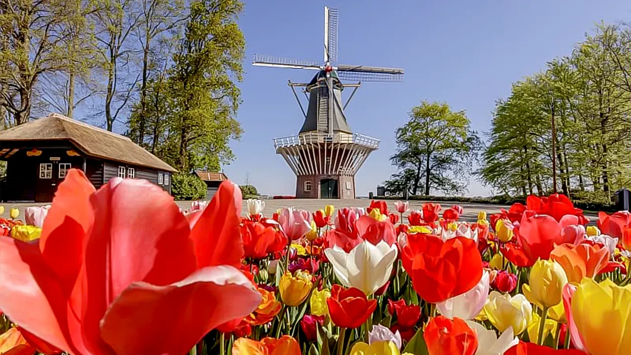 Tulip Tour Keukenhof & City Tour Delft