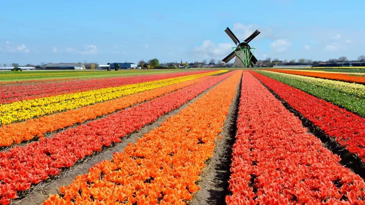 Tulip Tour Keukenhof & City Tour Delft