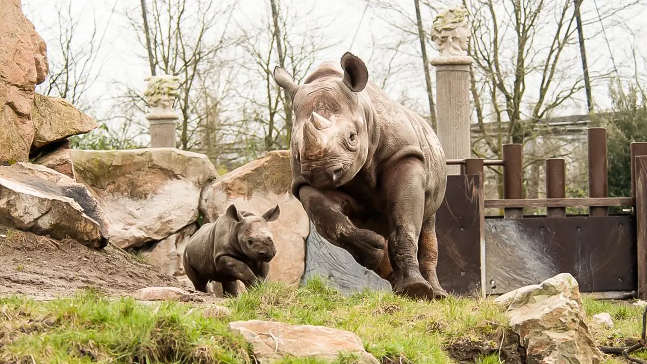 Rotterdam Zoo Blijdorp