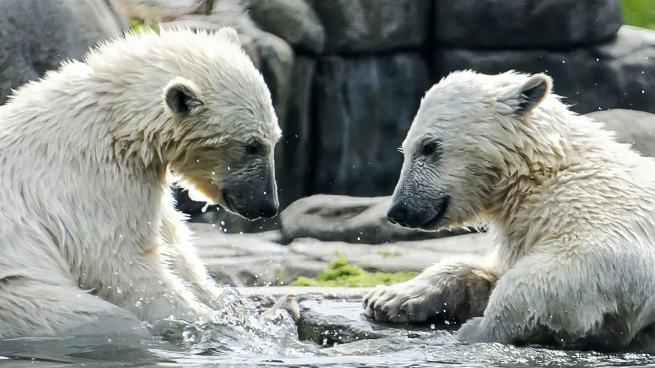 Rotterdam Zoo Blijdorp