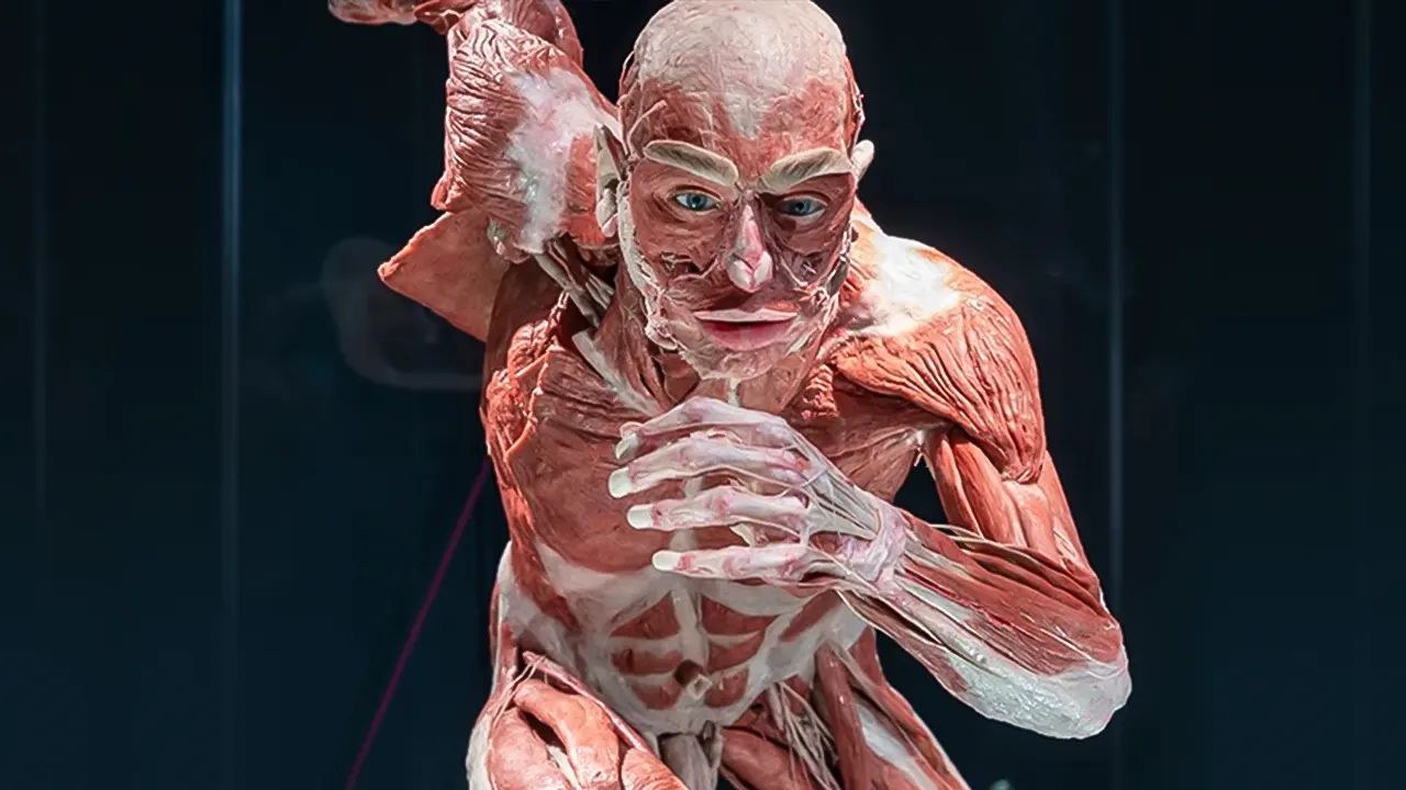 Body worlds museum