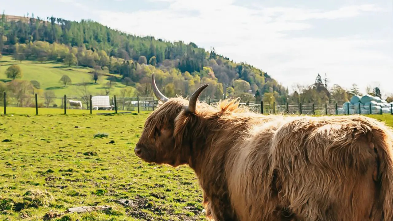 Loch Ness & Scottish Highlands brunch