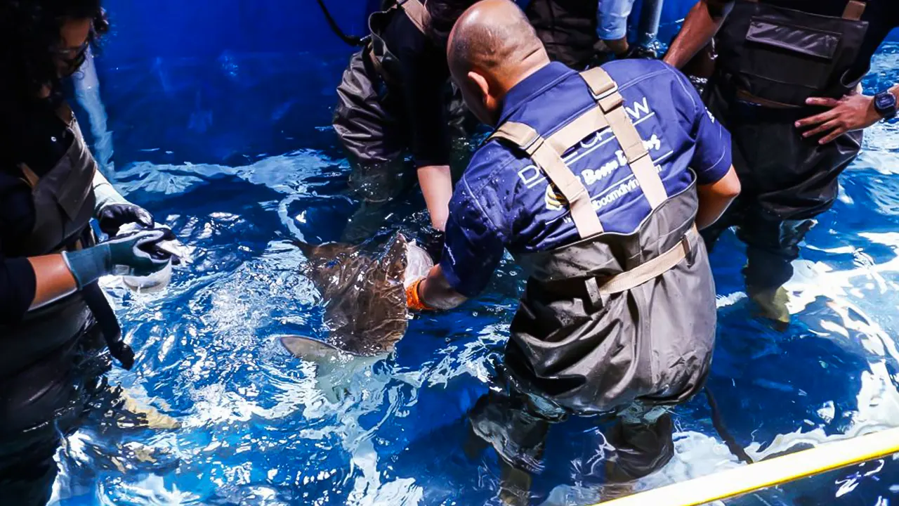 Dubai Aquarium and water park