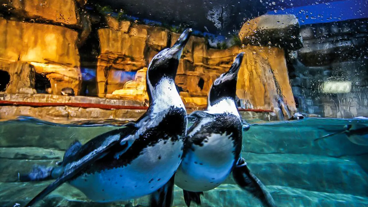 Dubai Aquarium and water park