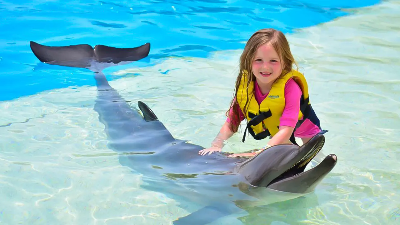 Show at Dolphin World