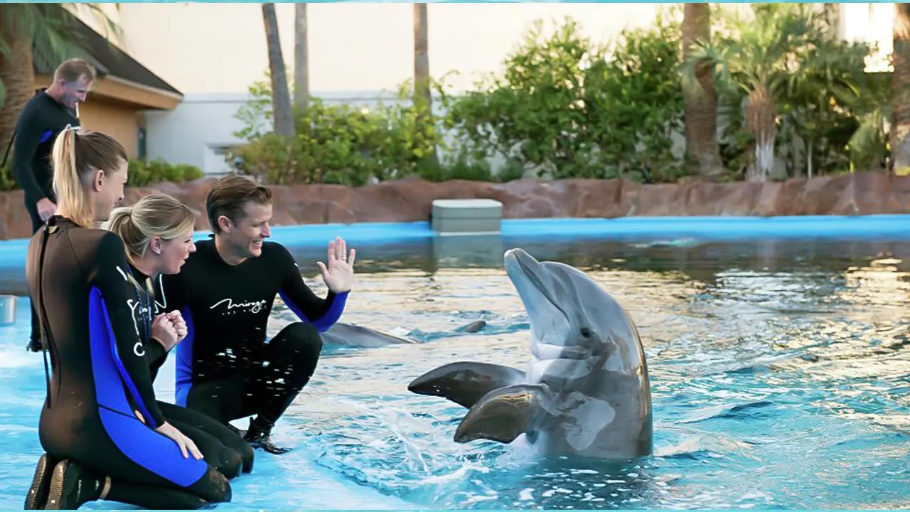 Show at Dolphin World