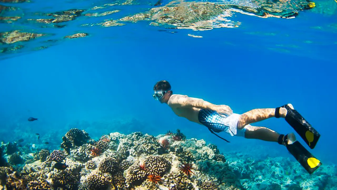 Dolphin watching with snorkeling and lunch