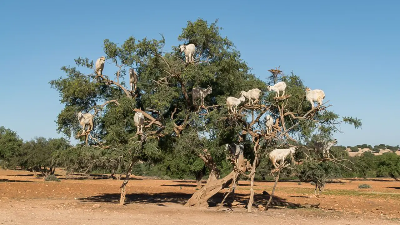 Essaouira Full-Day Trip