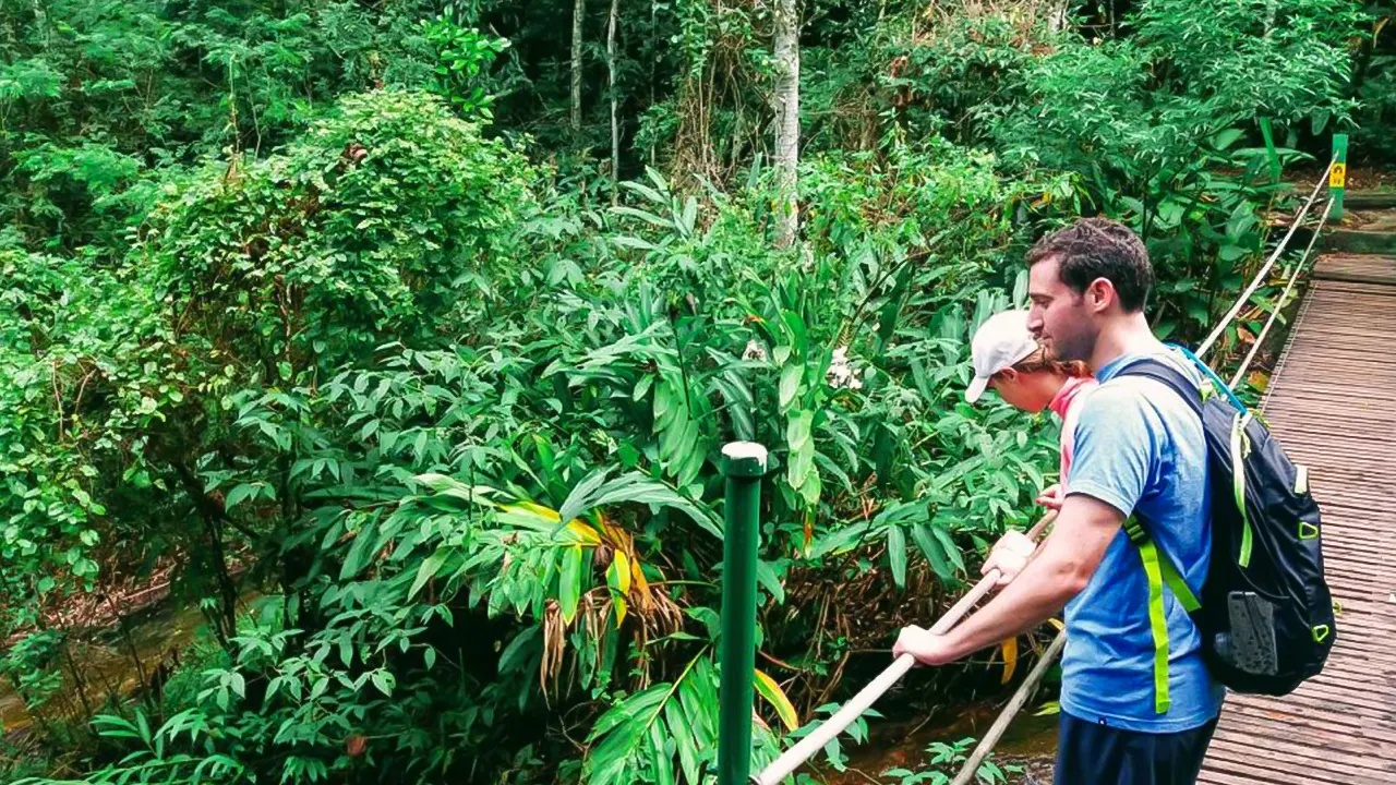 Tijuca Forest