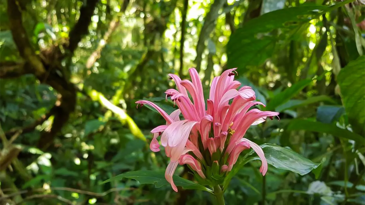 Tijuca National Park caves and waterfall walking tour