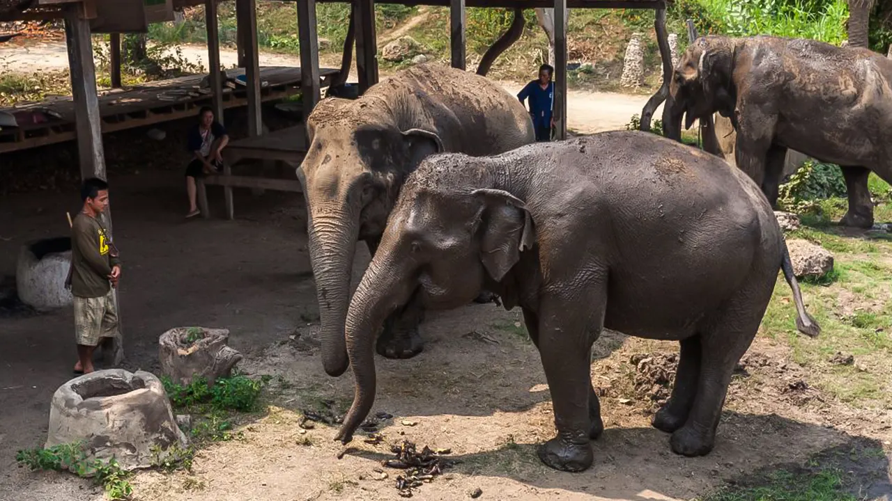 Elephant Sanctuary & Kanchanaburi Tour