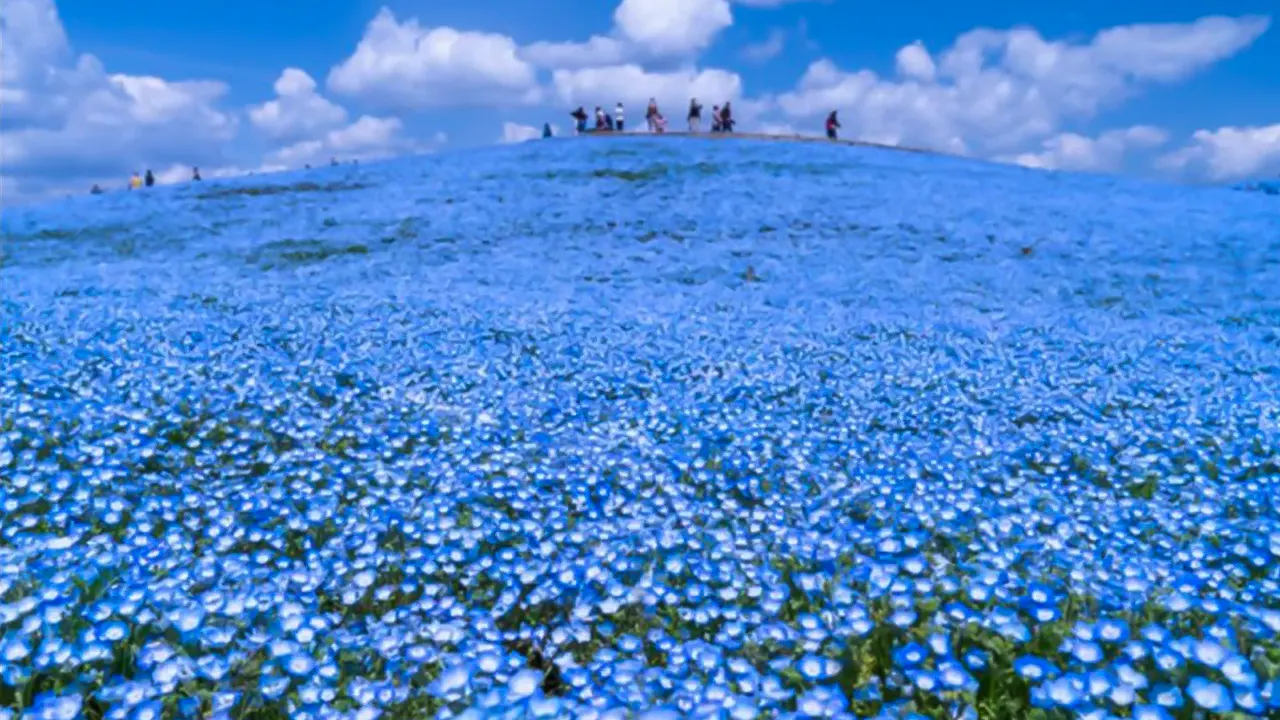 Ibaraki, Hitachi Park & Oarai Isosaki Shrine