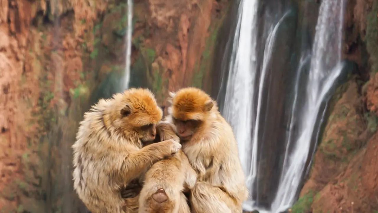 Ouzoud waterfalls  and monkeys included the Guide