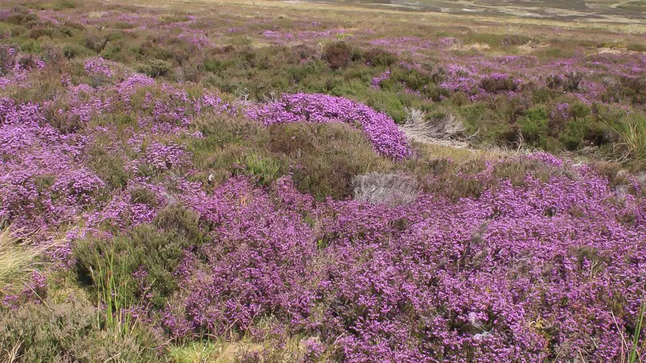 North York Moors and Whitby Guided Tour