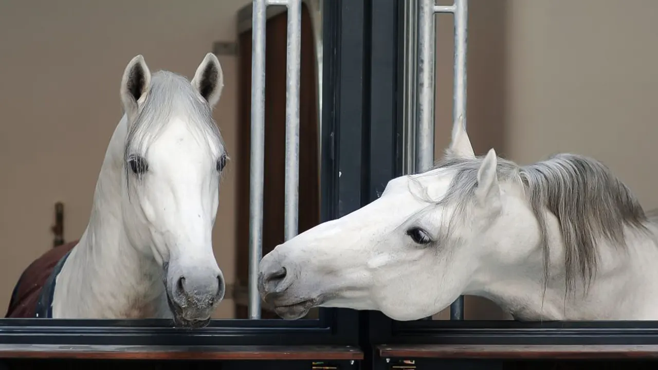 Vienna Spanish Riding School Guided Tour